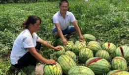 唐县网红的吃瓜事件,揭秘网络舆论背后的真相