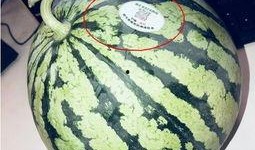 武都网红 吃瓜,吃瓜群众眼中的热点事件