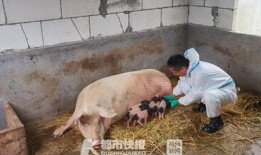 猪哼爆料老林视频大全,揭秘老林视频大全背后的精彩故事