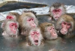 热点爆料小猴子视频播放