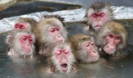 热点爆料小猴子视频播放