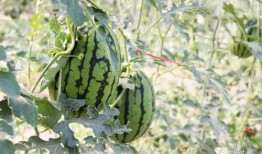 武都网红 吃瓜,吃瓜群众眼中的热点事件