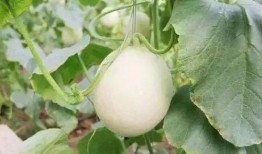 唐县网红的吃瓜事件,揭秘网络舆论背后的真相