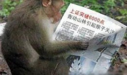 热点爆料小猴子视频播放