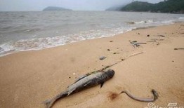 连云港海边爆料事件视频